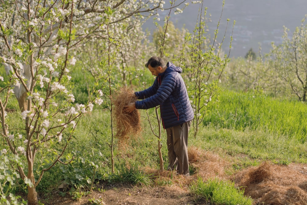 The Truth Behind the “Stoli Orchard System”﻿ Video: Marketing Gimmick or Reality?